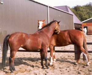 88paardenlos2