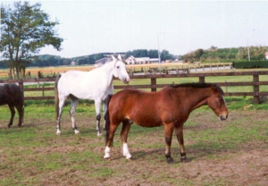 AldebSam