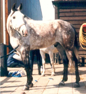 Aldebaran