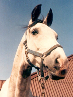 Aldebaran 2