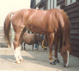 Amber I 2