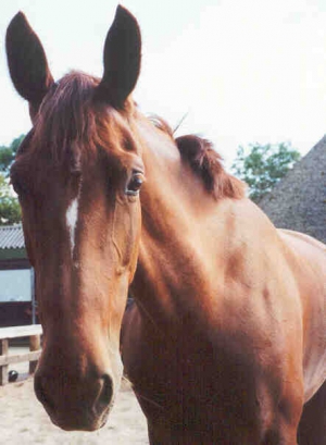 Amigo3