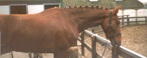 Amigo4