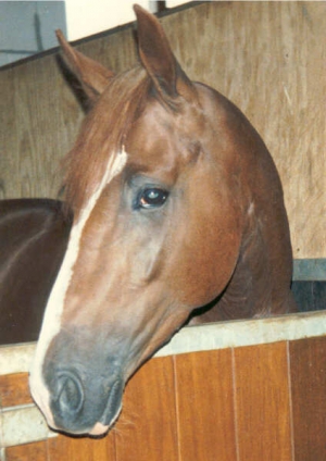 ApolloII4