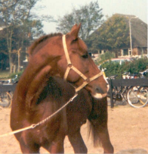 ApolloII5