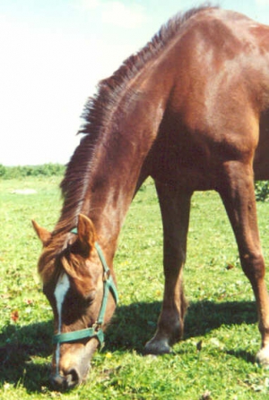 Babou I 1