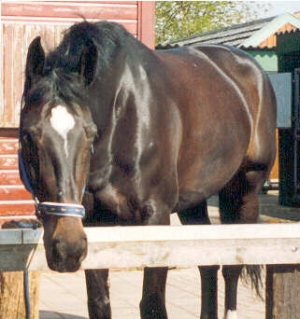 Bagheera3
