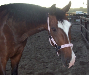 Balou-2006