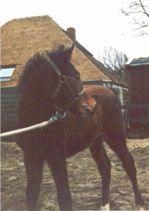Banjer