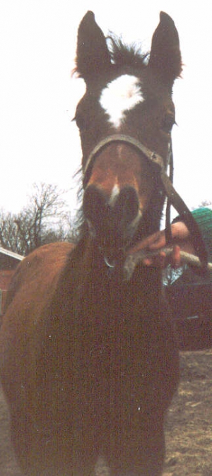 Banjer2
