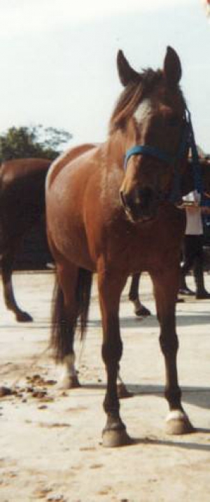 Banjer4