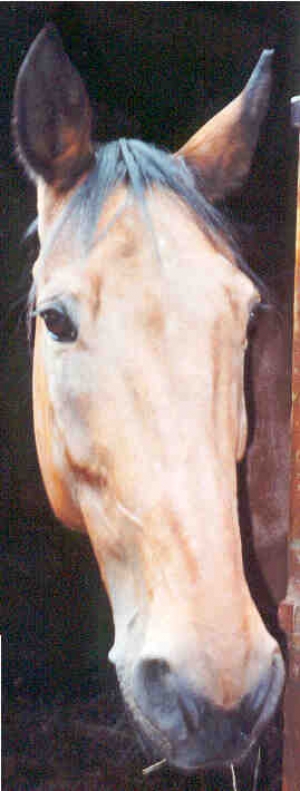 Barbous1