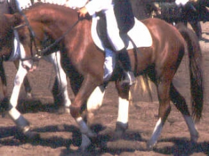 Bassie