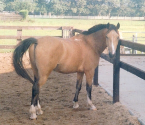 Billy