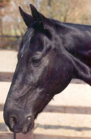 Blackstar2