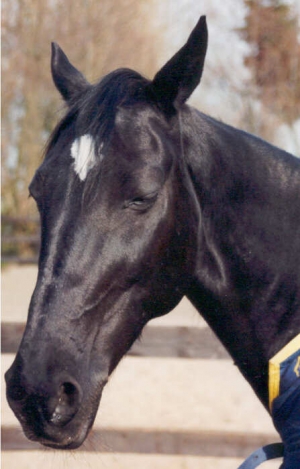 Blackstar3