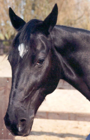 Blackstar4