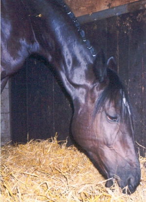 Blackstar5