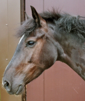 Blacky-2007-1