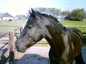 Blacky-23-9-07-a