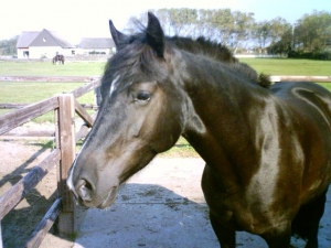 Blacky-23-9-07-b