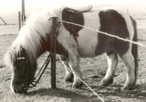 Boef2