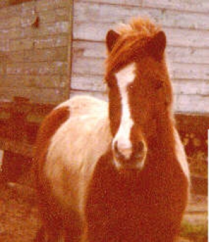 Boef3