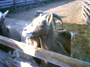 Boemel-23-9-07-a