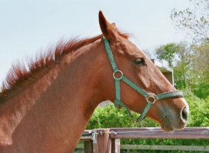 Boubina-2007-1