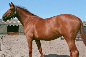 Boubina-2007-2