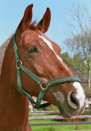 Boubina-2007-3