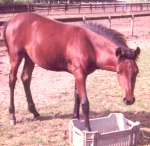 Boubina2
