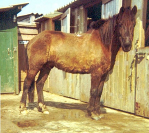 Buf7