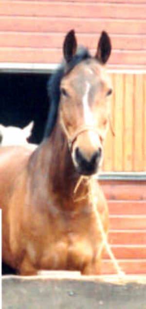 Cezan5