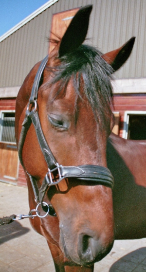 Charley-III-1