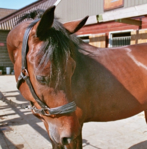 Charley-III-2
