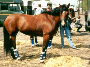 Cheyenne