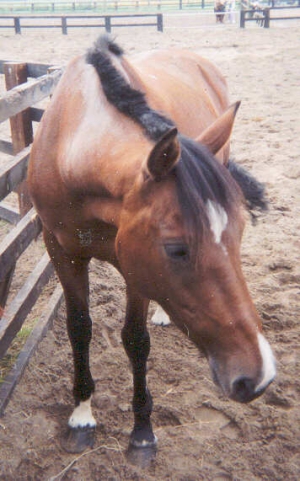 Cheyenne2