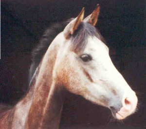 Cleo1