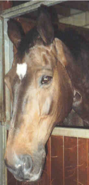 Conquistador1