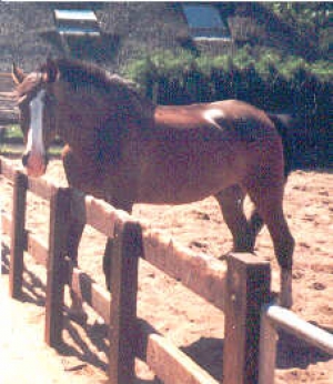 Cromwell