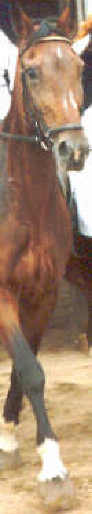 Dacour2