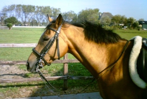 Dalfi-II-23-9-07-a