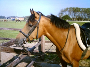 Dalfi-II-23-9-07-b