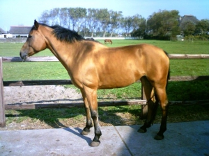 Dalfi-II-23-9-07-c