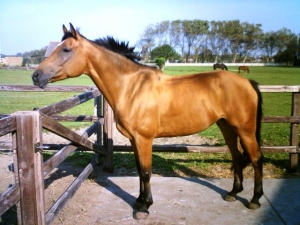 Dalfi-II-23-9-07-d