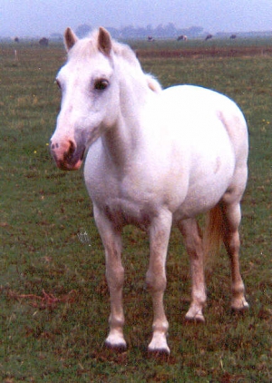 Dommeltje3