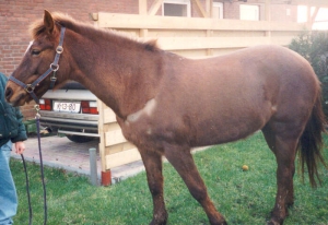 DorcasII11