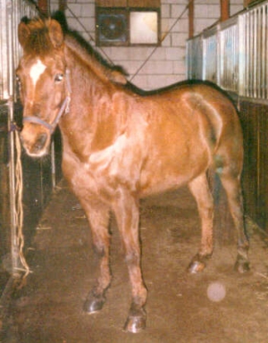 DorcasII9