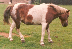 Entos